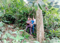 Tổ bảo vệ rừng thôn Khâu Lầu tuần tra rừng.