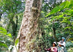 Nguồn lực quan trọng để xã Nấm Dẩn giữ rừng